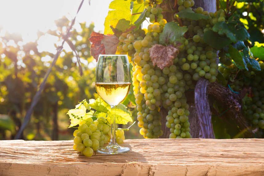 Gavi, il vino bianco piemontese: caratteristiche e abbinamenti